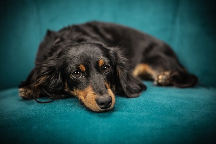Un cane sdraiato sul divano